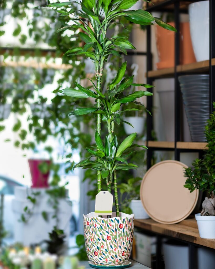Corn Plant (Dracaena Fragrans) Corn Plant (Dracaena Fragrans)
