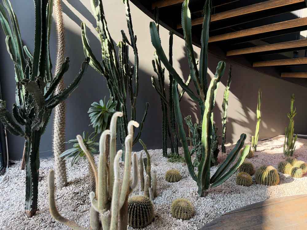 Desert landscape