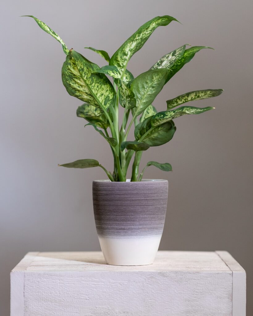 Dumb Cane (Dieffenbachia) Dumb Cane (Dieffenbachia)