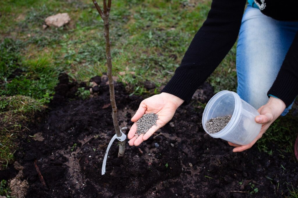Fertilize the Tree