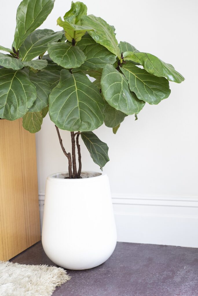 Fiddle Leaf Fig (Ficus lyrata) Fiddle Leaf Fig (Ficus lyrata)