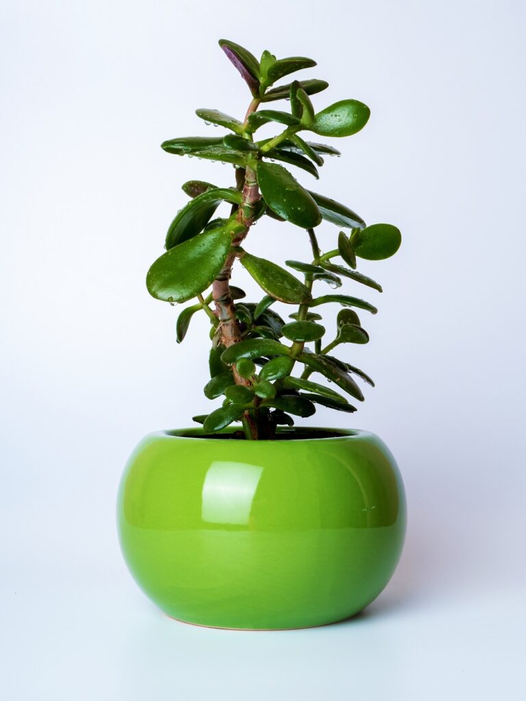 Jade Plant Jade Plant