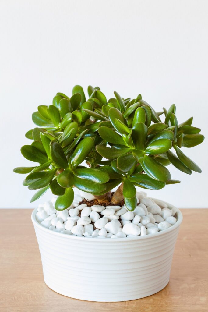 Jade Plant (Crassula Argentea) Jade Plant (Crassula Argentea)