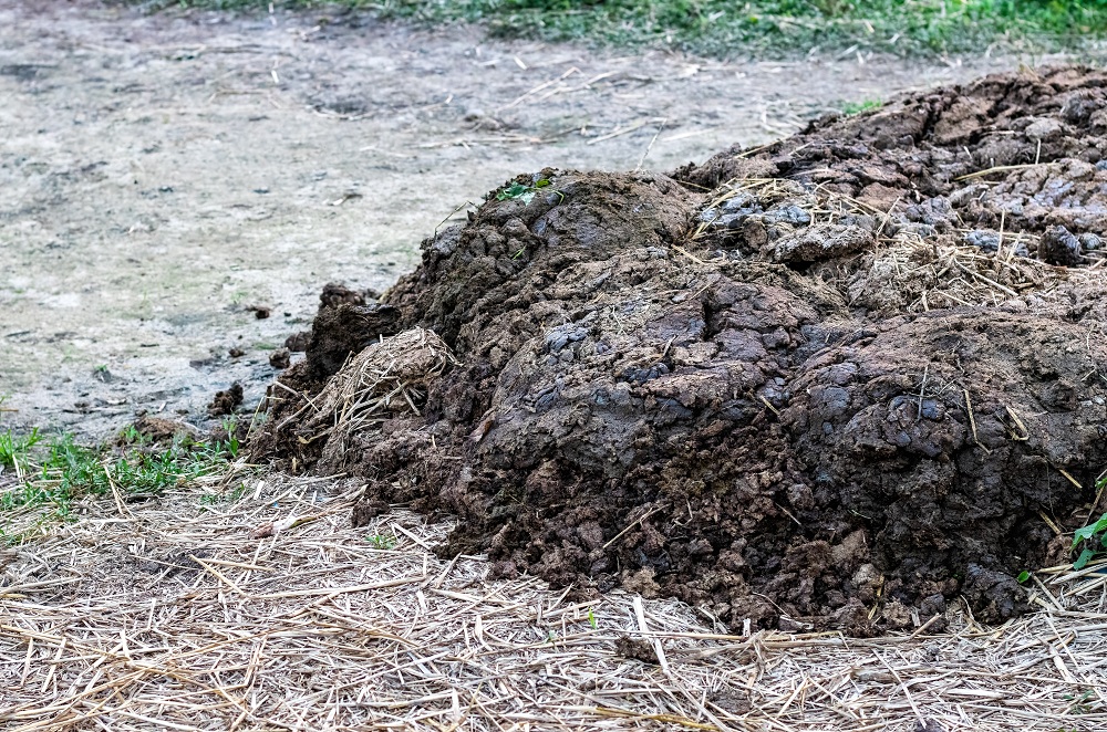 Manure Manure