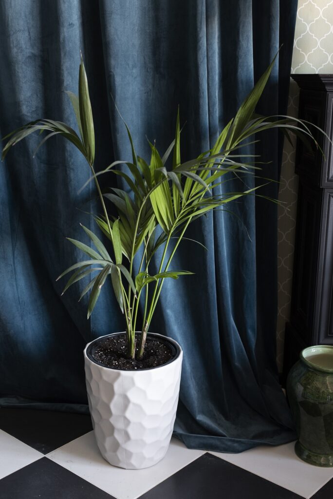 Rhapis Palm (Rhapis Excelsa) Rhapis Palm (Rhapis Excelsa)