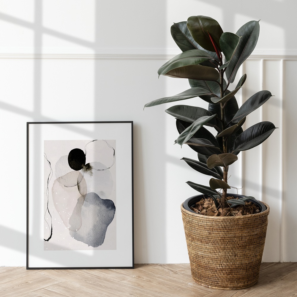 Rubber Plant (Ficus Elastica) Rubber Plant (Ficus Elastica)