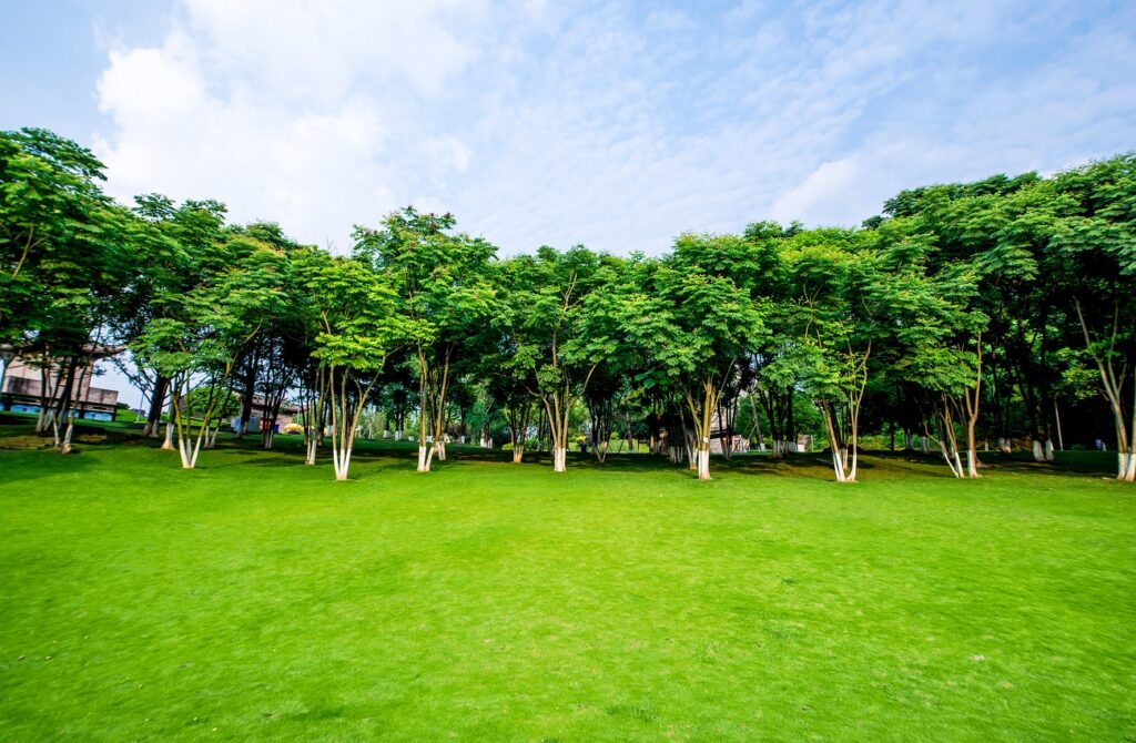 Spacing Between Trees