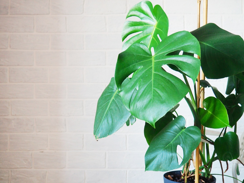 Split Leaf (Monstera Deliciosa) Split Leaf (Monstera Deliciosa)