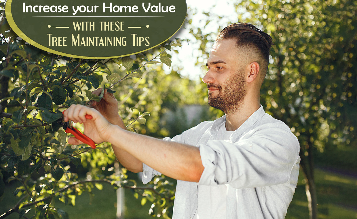 Tree Maintenance Tips