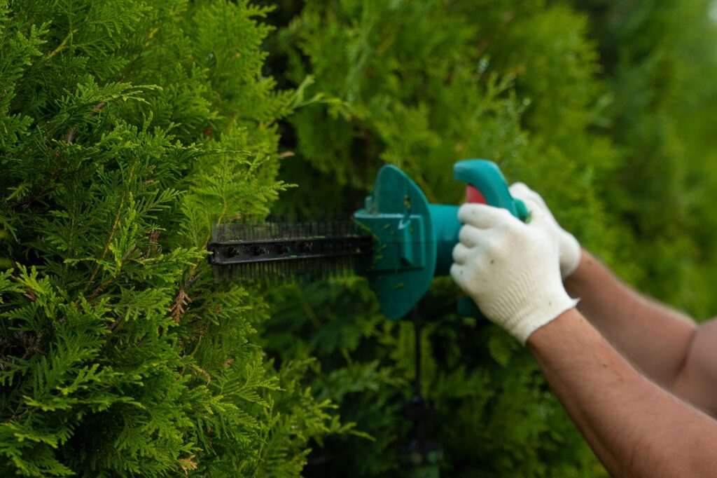 Trimming Trees
