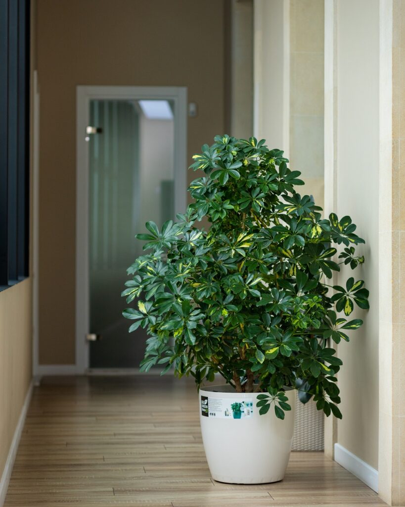 Umbrella Tree (Schefflera Amata) Umbrella Tree (Schefflera Amata)