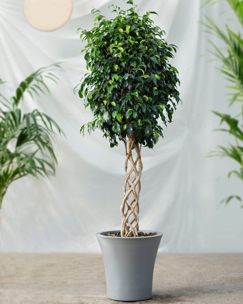 Weeping Fig (Ficus Benjamina) Weeping Fig (Ficus Benjamina)