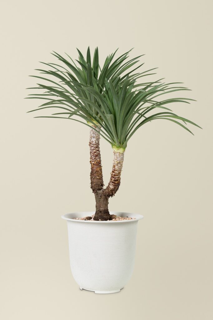Yucca (Yucca Elephantipes) Yucca (Yucca Elephantipes)