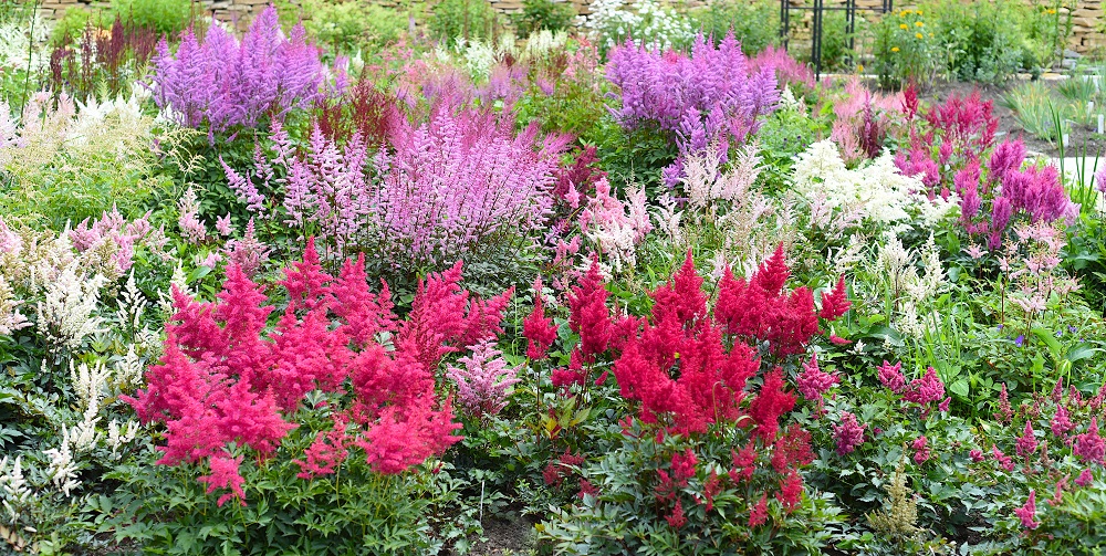 Astilbe