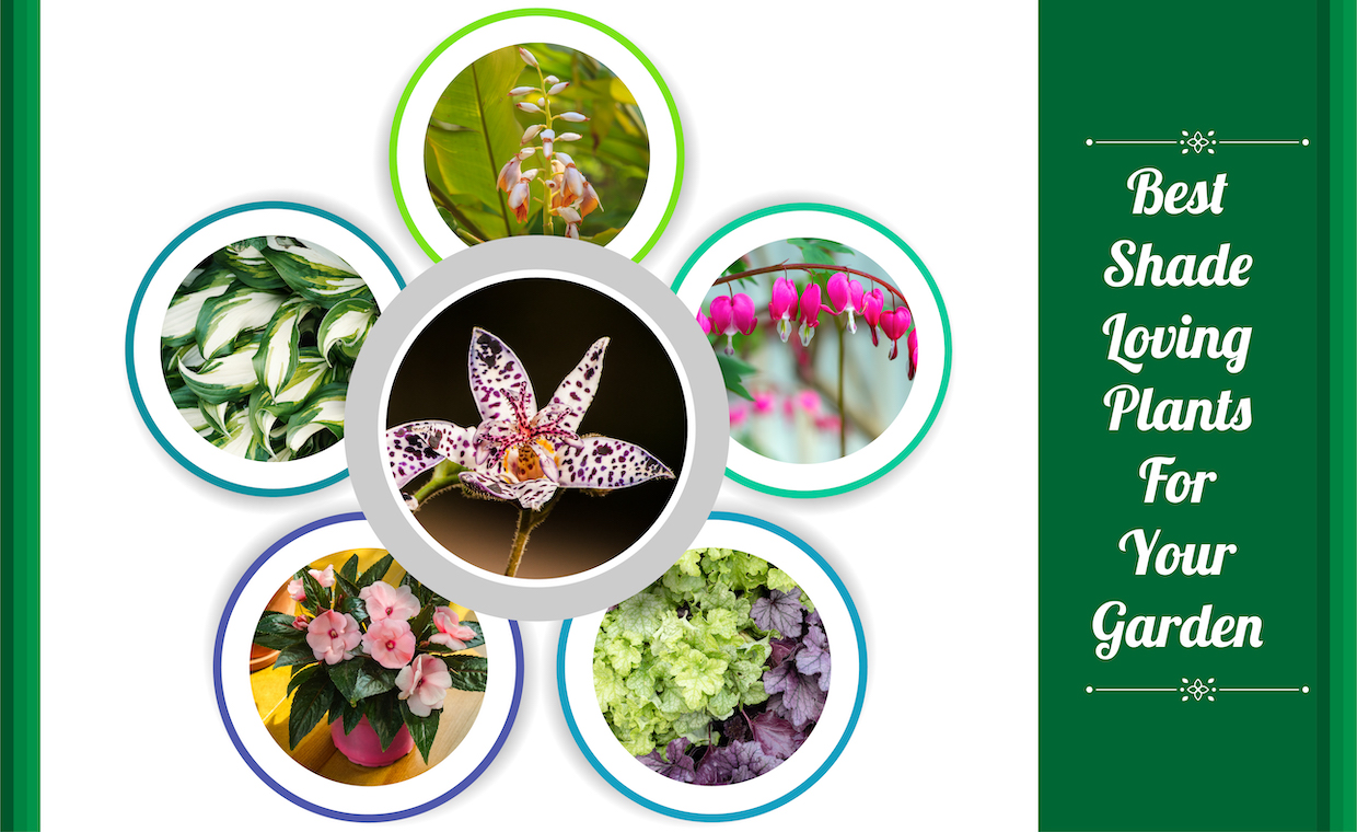Best Shade-Loving Plants For Your Garden