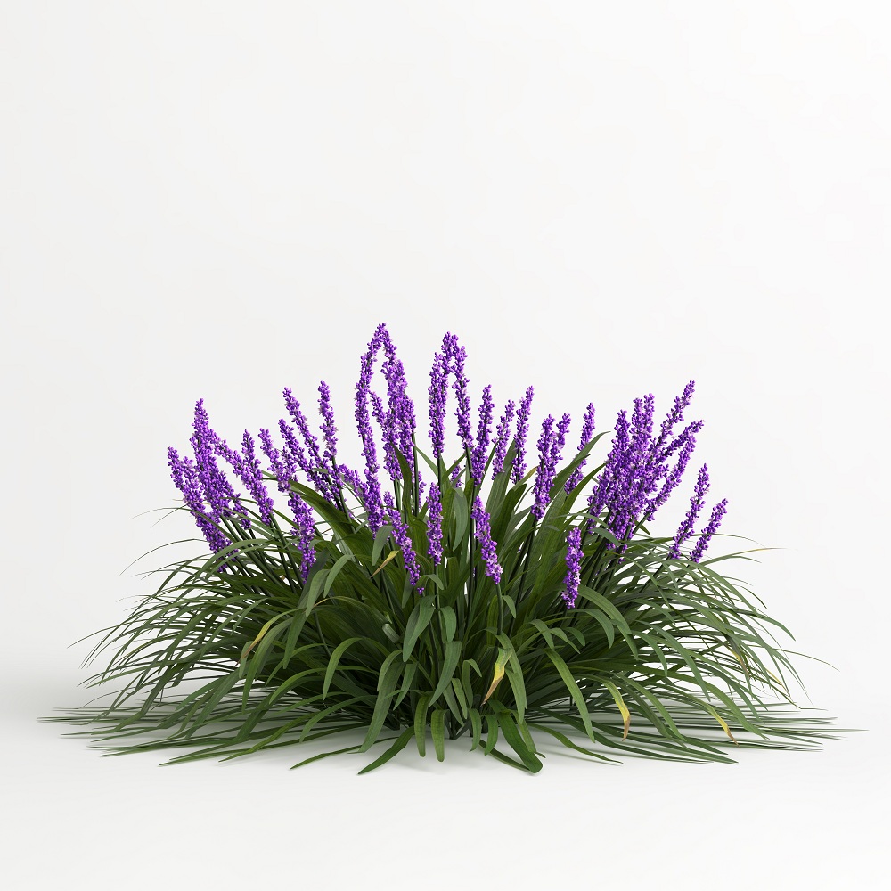 Blue Lilyturf