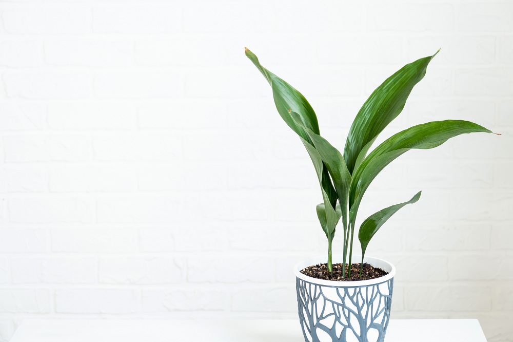 Cast Iron Plant
