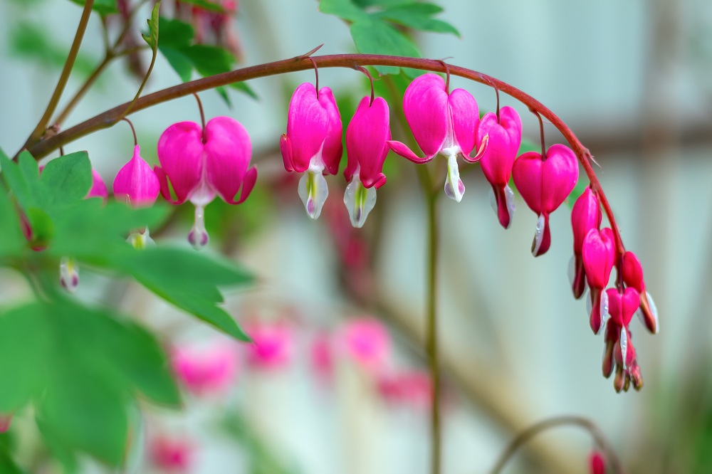 Dicentra