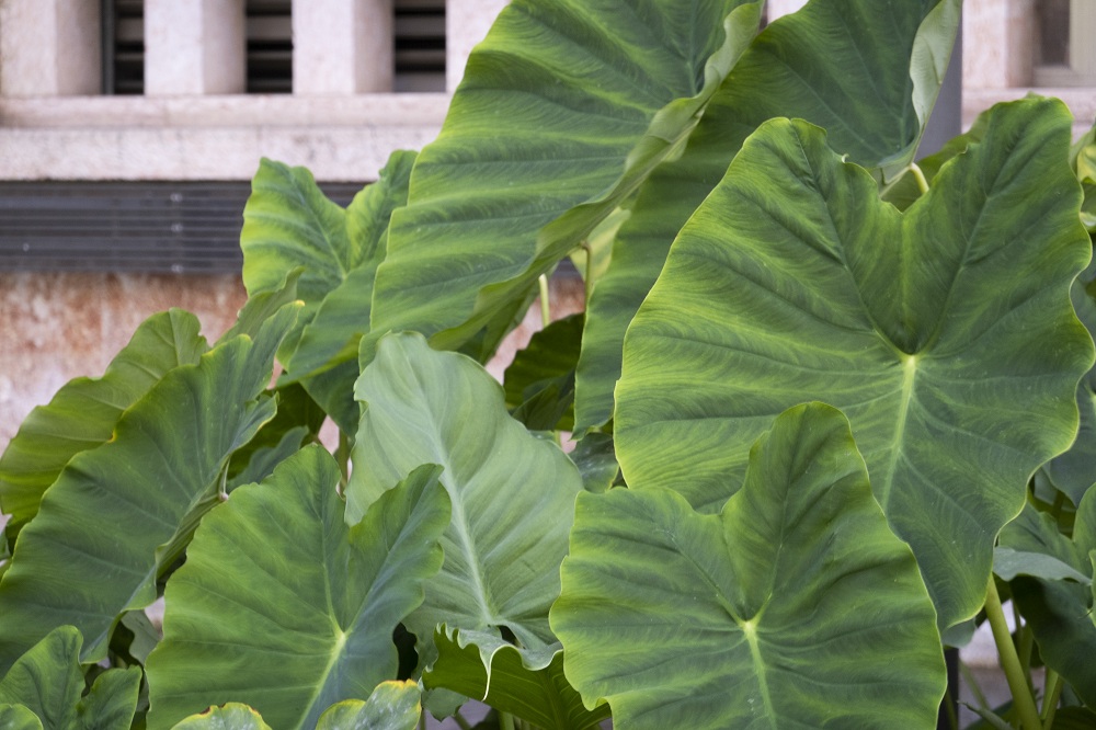 Elephant Ears Plants