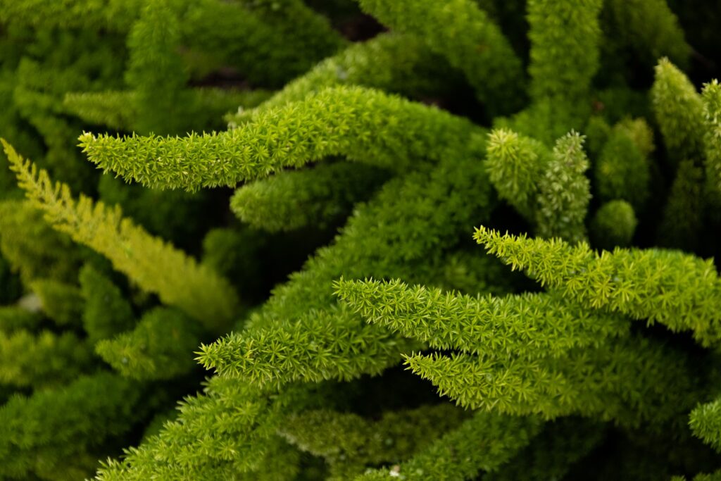 Foxtail Fern