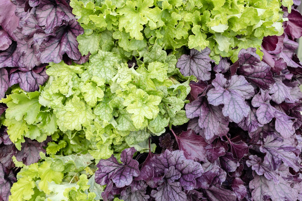 Heuchera