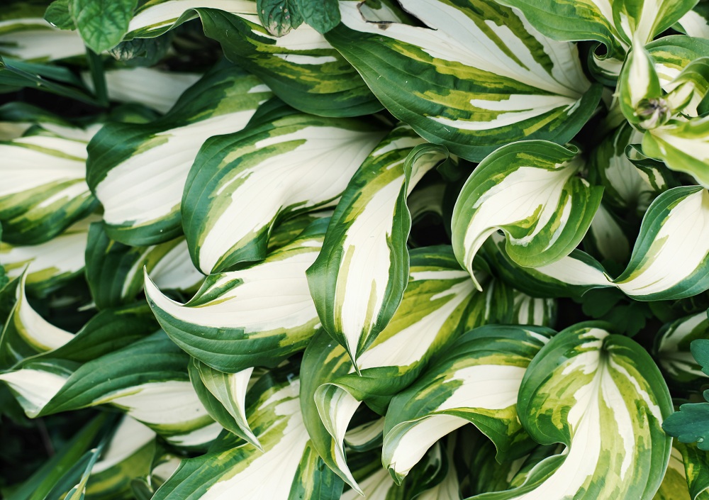 Hosta