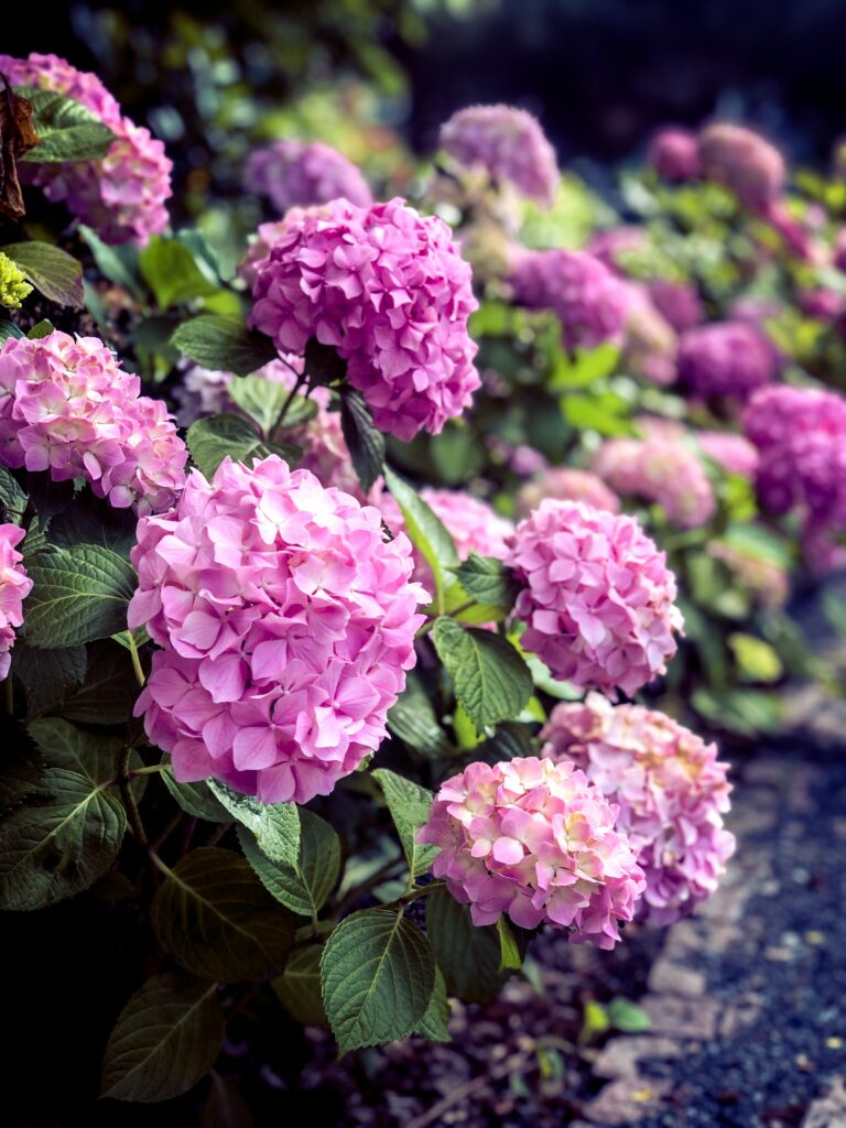Hydrangeas