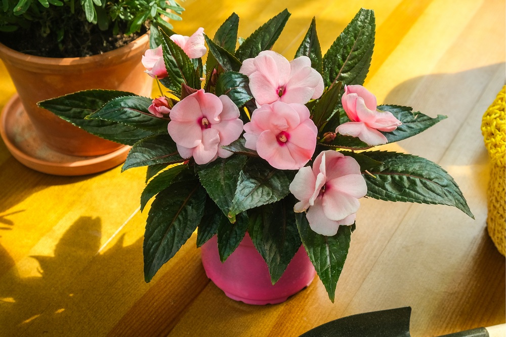Impatiens