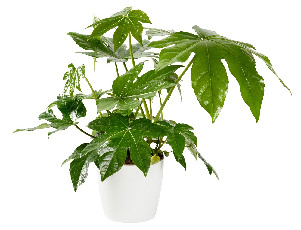 Paper Plant
