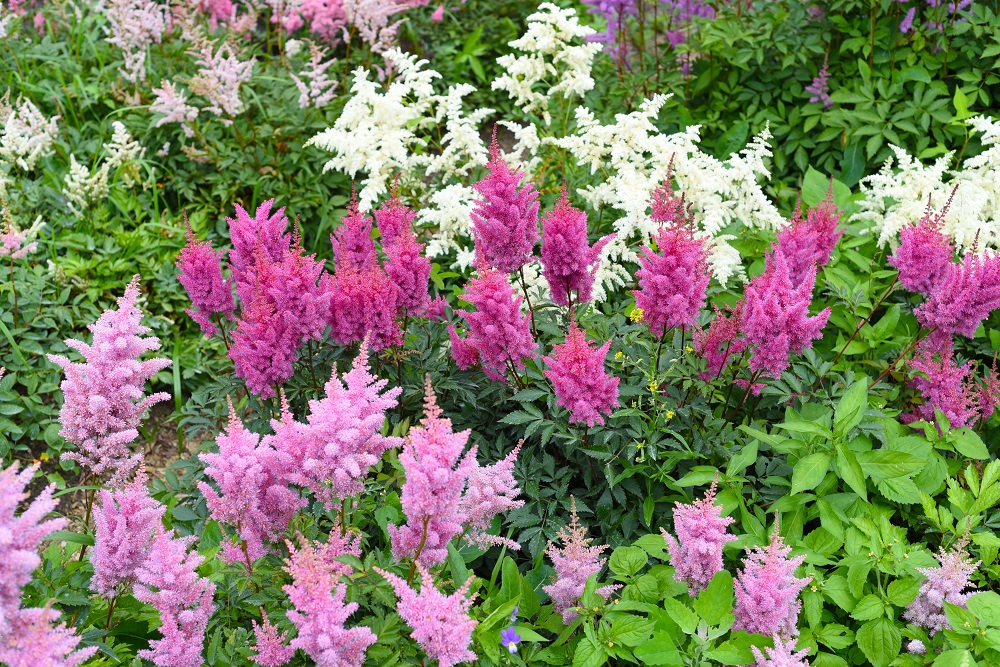 Shade-Loving Plants