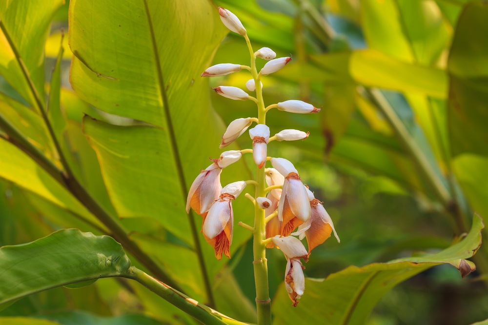 Shell Ginger