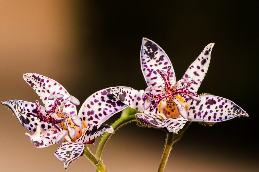 Toad Lily