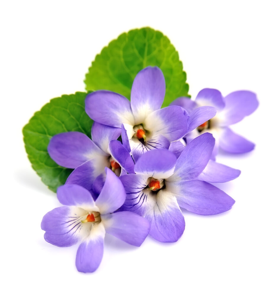 Wild Violets
