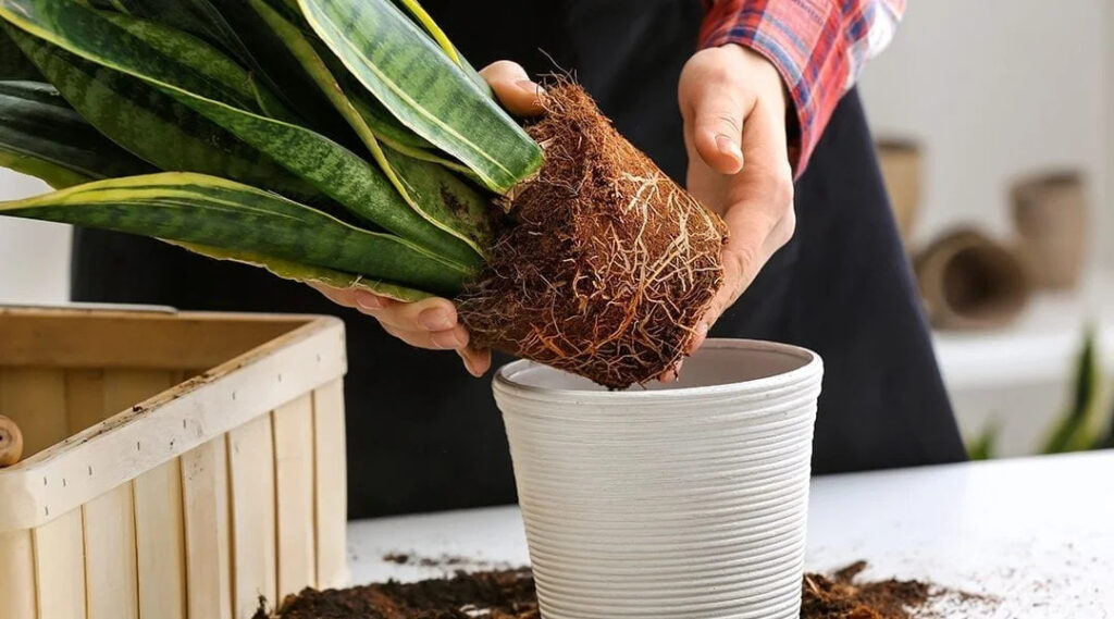 Re potting the Plants Re potting the Plants