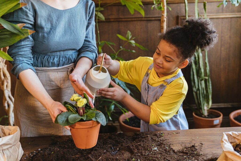 Watering Indoor Plants Watering Indoor Plants