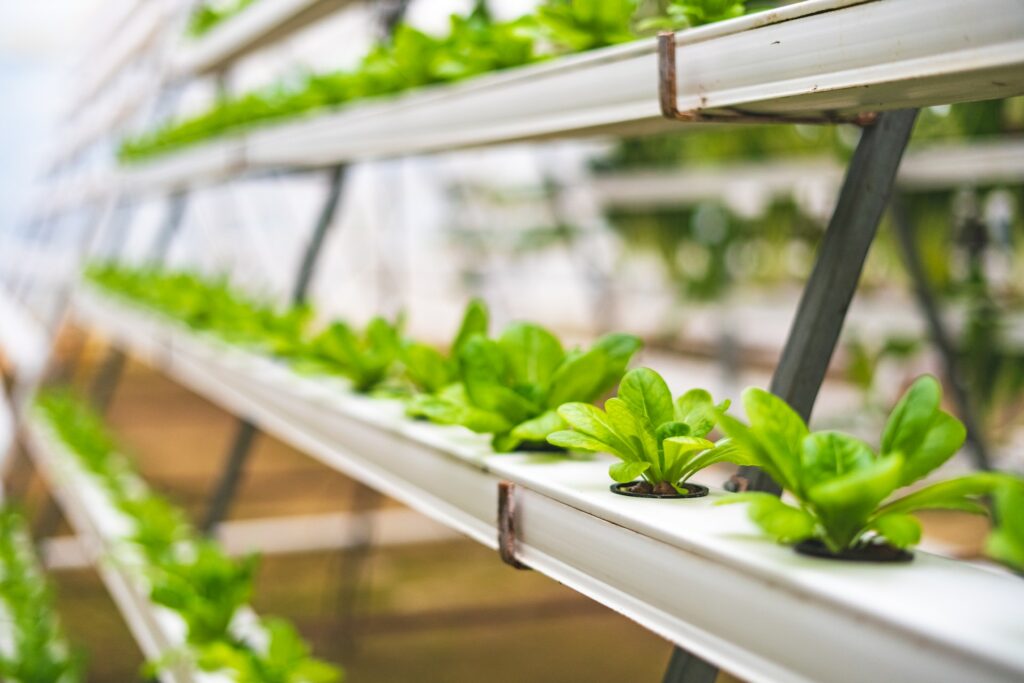 Hydroponic Garden Hydroponic Garden