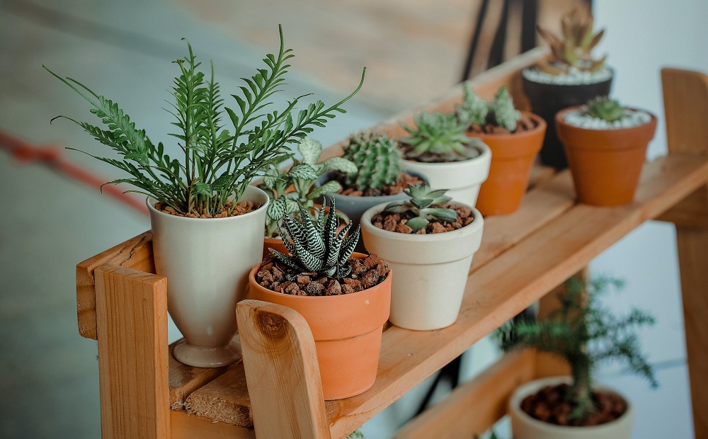 Indoor plants Indoor plants