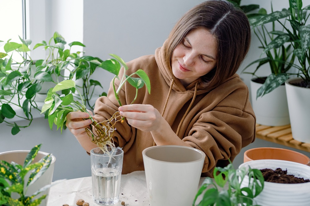 Maintenance Of Indoor Hydroponic Gardening Maintenance Of Indoor Hydroponic Gardening