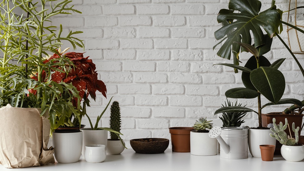 Planters For Indoor Container Gardening Planters For Indoor Container Gardening