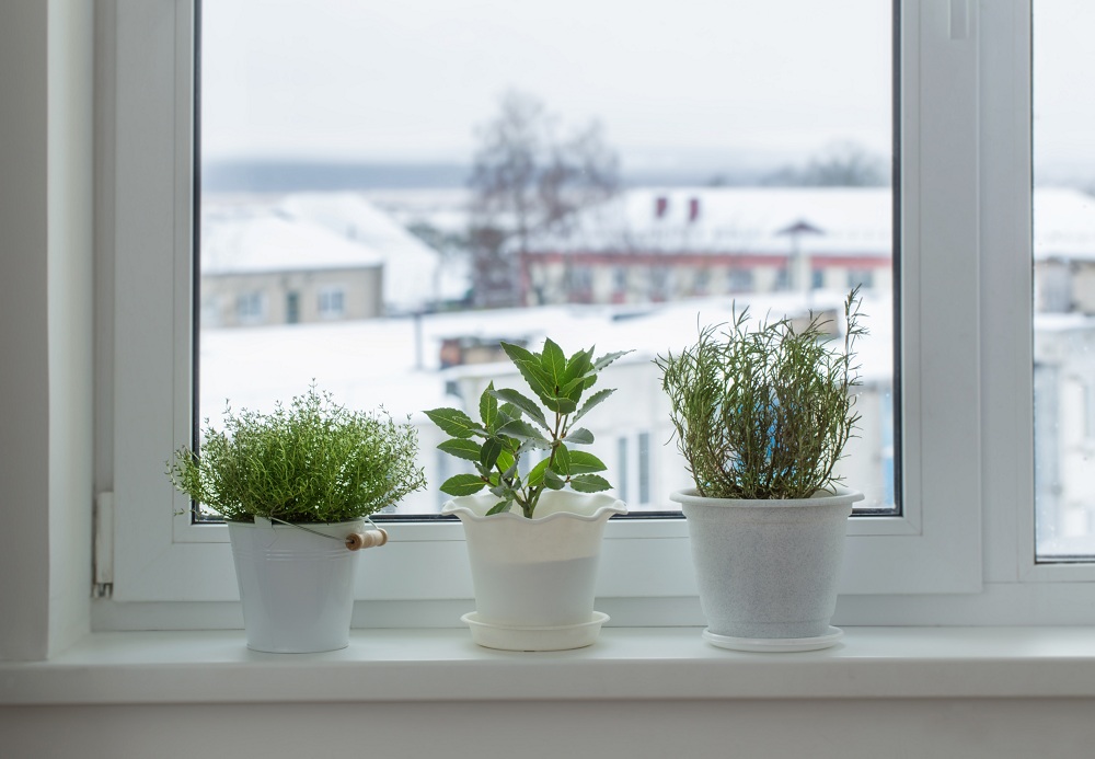 Right Location For Indoor Garden Right Location For Indoor Garden