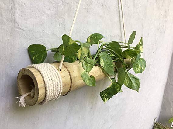 Bamboo planters