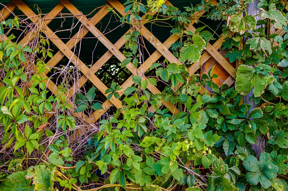 Green Wall Trellised Railing