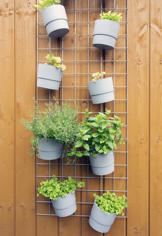Green Wall With Plants