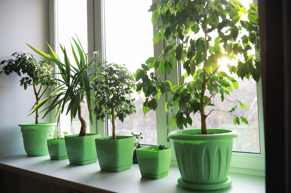 Plants As Filters