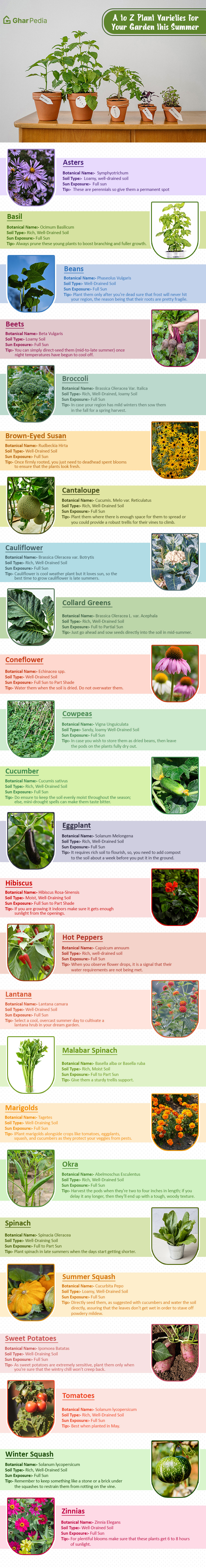 Summer plants for your garden