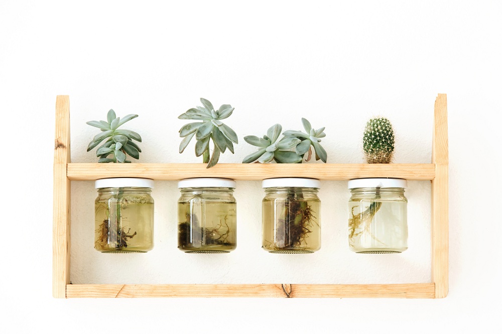 Vertical Home Garden with Succulents
