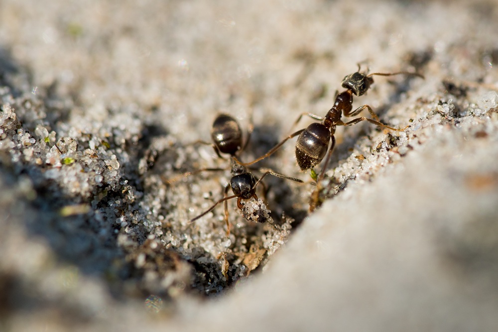 Acrobat Ants Acrobat Ants