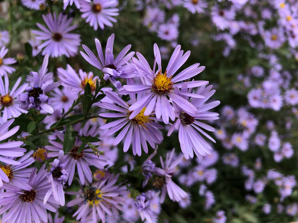 Asters Summer Plants