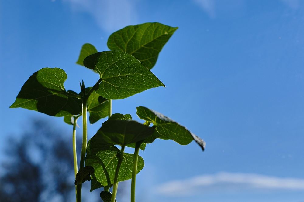 Beans Summer Plant