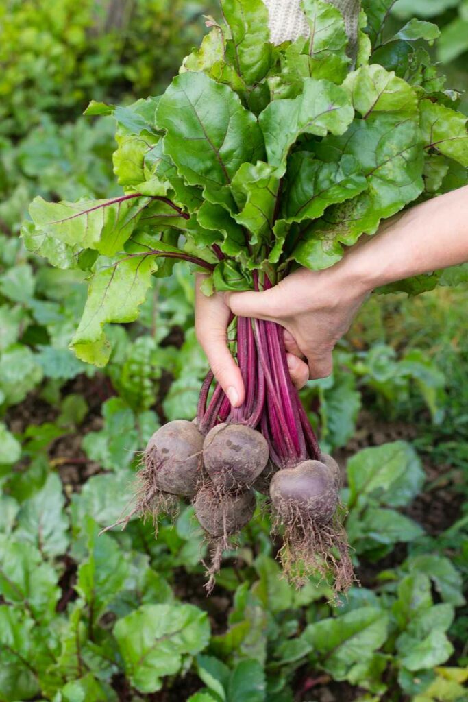 Beets Summer Plant
